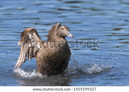 Eider Duck in England UK
