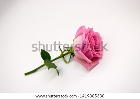 
Pink rose on a white background. place for text. postcard