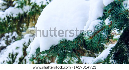 Snow-covered branches of a beautiful spruce in the winter forest during a snowfall, outddor. Nature background, Christmas card concept. Copy space for text.