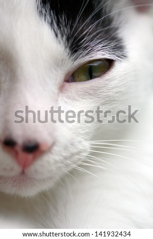 Cat's face closeup