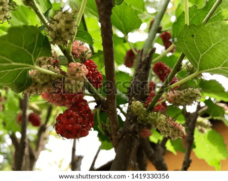 Home growing mulberry tree and fruits