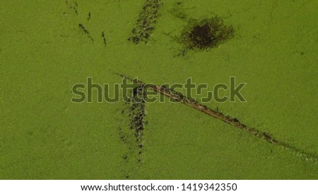green swamp in the forest in summer in the daytime