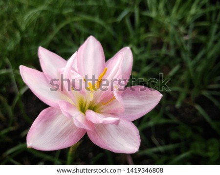 Zephyranthes 'Fidelity Charm' is a beautiful double flower rain lily hybrid.