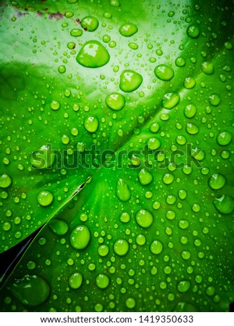 green grass and raindrops in spring