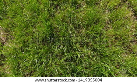 green grass in the early summer during the daytime
