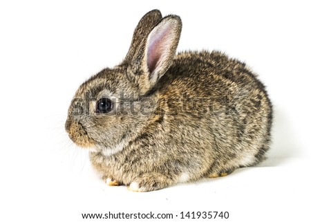 Cute bunny rabbit sitting, portrait on white isolated background