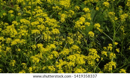 yellow mustard flowers in a field during daytime
