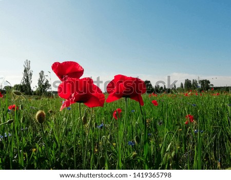 summer field of beautiful, bright poppy flowers close-up, background, summer