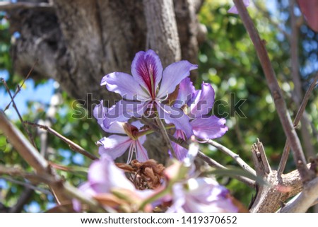 Blooming orchid tree (bauhinia) in Israel