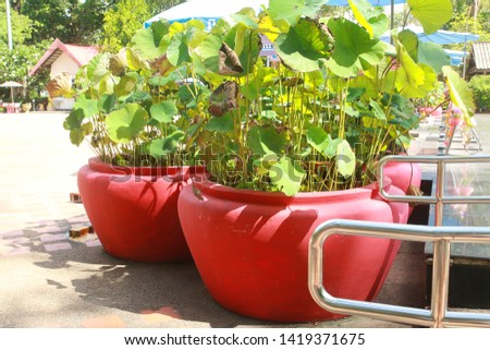 Large outdoor lotus basins on the fair yard on sunny days.