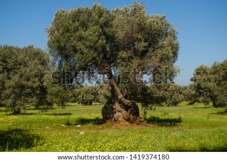 Old olive trees in a plantage