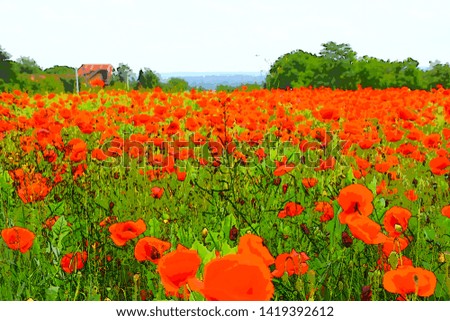 field with poppies on the outskirts of Belgrade, Serbia