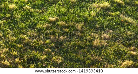 saturated natural vivid green grass background surface 