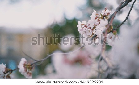 Close up of Japanese cherry blossom or sakura background