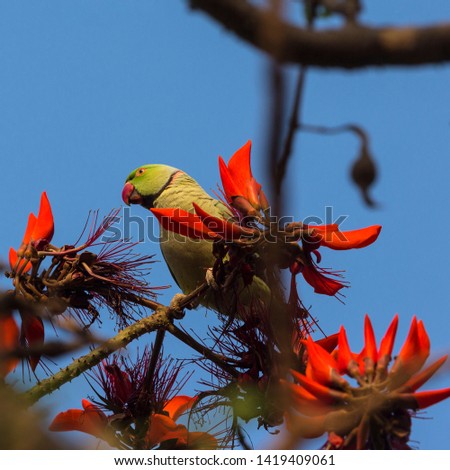 A beautiful parrot among the flowers of the coral tree