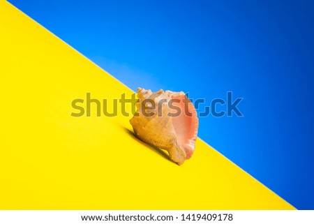Seashell, closeup on blue-yellow defocused background. Summer concept.