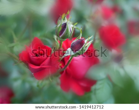 The picture of a red  rose on a blurred green background of rose leaves
