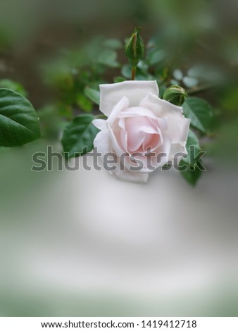 The picture of a pink rose on a blurred green background of rose leaves