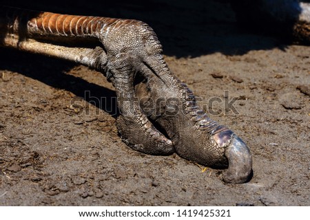 Paw of an ostrich with a huge claw on the ground close up. Scary and frightening limb of an animal