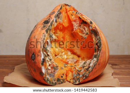 big rotten pumpkin. overripe orange vegetable