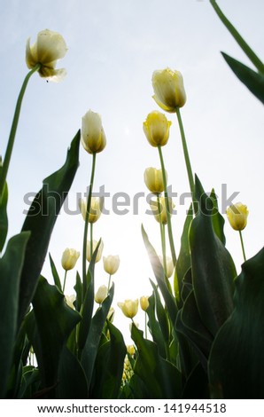 close up of yellow tulip against white background