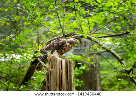 A predatory bird in a summer forest