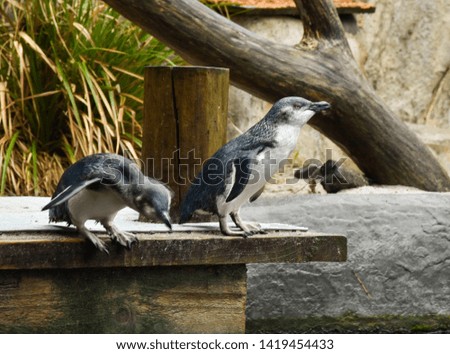 two penguins testing the water
