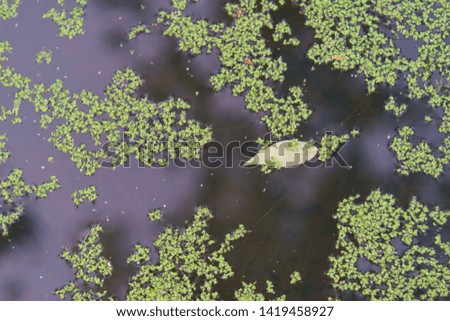 Image of the city pond. The surface is covered with duckweed, The water is calm, standing, not moving (no flow). Natural background. High resolution photo.