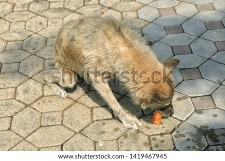 Abandoned dog is eating food from the people who brought it.