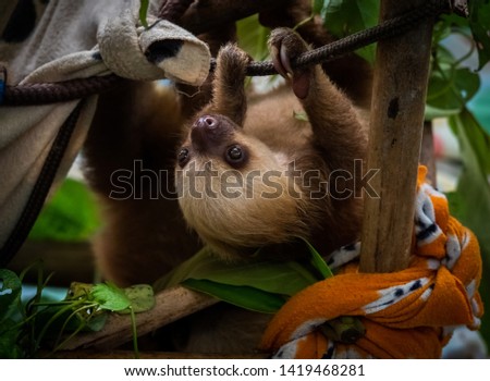 Young cute sloth taken care of at a sanctuary for hurt animals at Cahuita National Park, Costa Rica. Many are being victim of illegal pet trade. They look adorable, but they cannot be held as pets. 