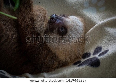 Young cute sloth taken care of at a sanctuary for hurt animals at Cahuita National Park, Costa Rica. Many are being victim of illegal pet trade. They look adorable, but they cannot be held as pets. 