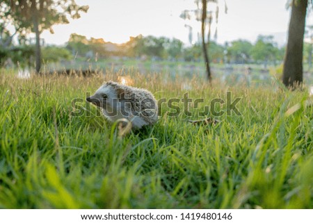 Dwarf porcupine on the grass With the sunset in the park
