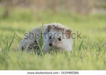 Dwarf porcupine on the grass With the sunset in the park