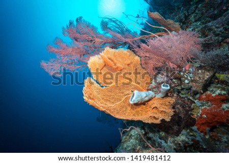 Underwater World. Coral reef in Wakatobi National Park near Sulawesi island . Indonesia 
