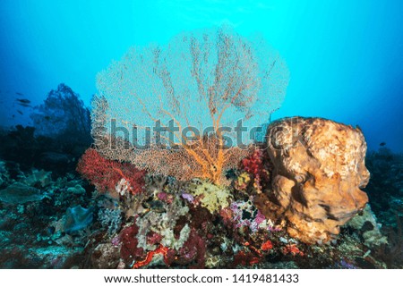 Underwater World. Coral reef in Wakatobi National Park near Sulawesi island . Indonesia 
