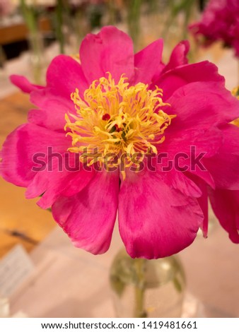 Beautiful peonies with gorgeous pink flowers