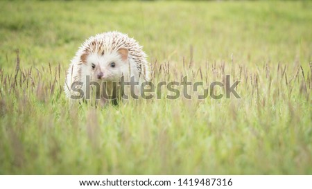 Dwarf porcupine on the grass with the sunset in the park