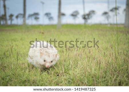 Dwarf porcupine on the grass with the sunset in the park