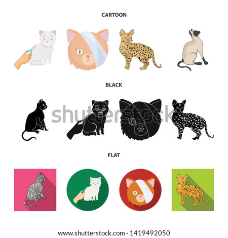 Isolated object of pet and sphynx icon. Collection of pet and fun stock symbol for web.