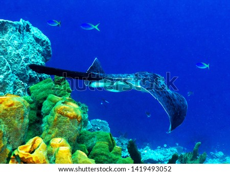 Stingray swims under water in Wakatobi National Park near Sulawesi island . Indonesia 