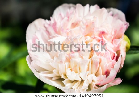 Tender pink peony flower. Close up natural photo. 