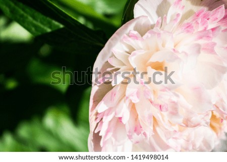 Tender pink peony flower. Close up natural photo. 