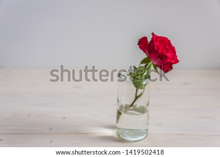 Red roses with white rustic wooden background, Valentine's Day.
Single red flower on a big empty and clear space.