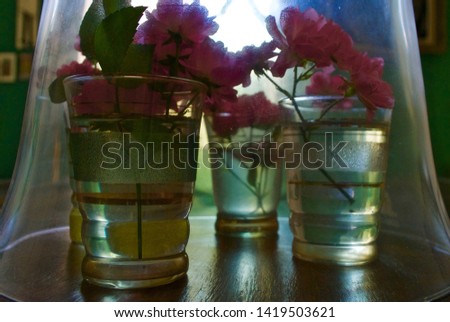 Three vintage glasses under a glass cloche with pink roses