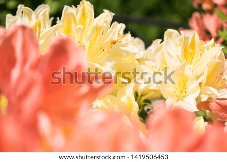 Close up photo of red and yellow rhododendron with green background.