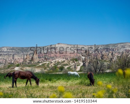 Landscape of love valley with canola flowers and horses on Goreme, Cappadocia, Turkey.