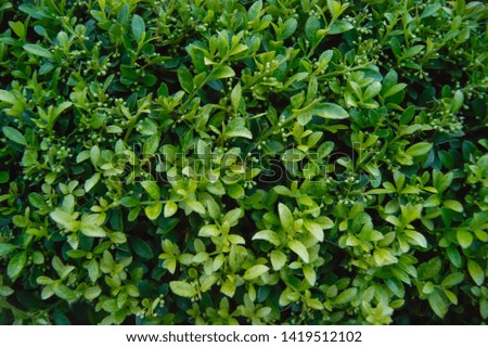 Texture of beautiful green leaves
