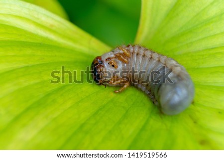 Big worm on green leaves