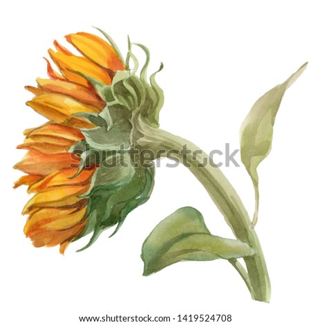 Watercolor sunflower  isolated on white