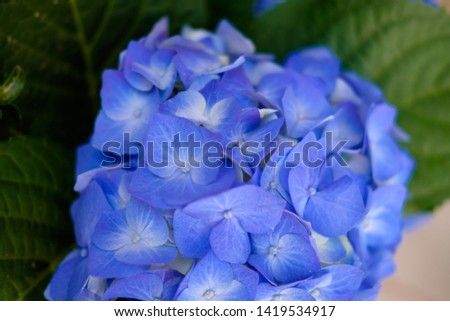 Blue Hydrangea (Hydrangea macrophylla) or Hortensia flower with dew in slight color variations ranging from blue to purple. Shallow depth of field for soft dreamy feel